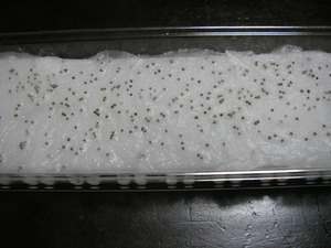 shiso0000.jpg