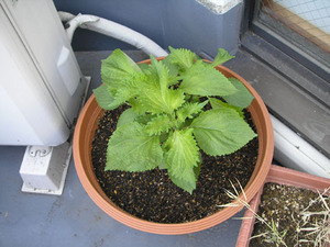 shiso0514.jpg