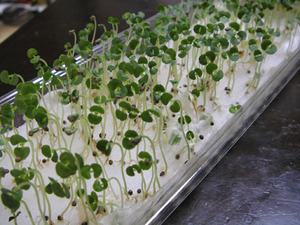 shiso0519.jpg